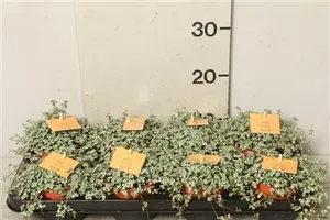 Пилея Глаука (GL) 10496