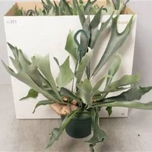 Платицериум бифуркатум подв. (GL) 10497