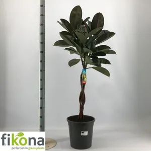Фикус элас.Бургунди твист 30/170 (GL) 10548