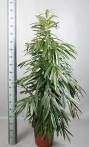 Фикус Амстель Кинг 30/190 (GL) 17304