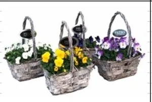 Композиция растений 662-1 (GL) 18459