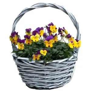 Композиция растений 695 (GL) 18462