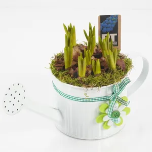 Композиция растений  8844 (GL) 18466