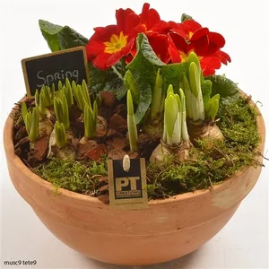 Композиция растений 1713 (GL) 18467