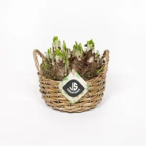 Луковичные композ. 2043 (GL) 18478