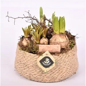 Луковичные композ. 21008 (GL) 18479