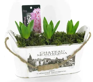 Луковичные композ. 21017 (GL) 18480