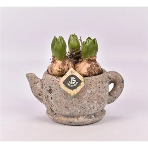 Луковичные композ. 21028 (GL) 18481