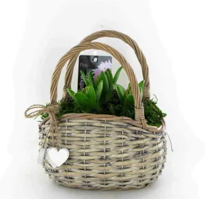 Луковичные композ. 3703 (GL) 18482