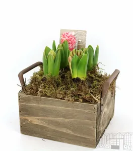 Луковичные композ. 4904 (GL) 18483