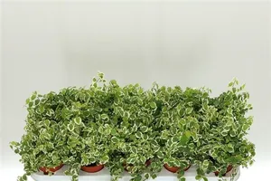 Фикус пумила Уайт Санни 8/10  (GL) 18520