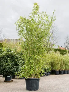 Бамбук Phyllostachys Aurea 260/50 см (Nieuwkoop Europe) 19116