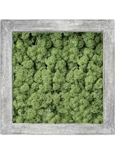 Картина из мха polystone raw grey 100% reindeer moss 70/70/5 (moss green) 19343