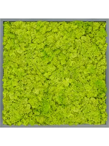 Картина из мха mdf ral 7016 satin gloss 100% reindeer moss (spring green), 19549 19549