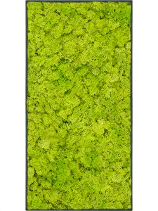 Картина из мха stiel l ral 7016 matt 100% reindeer moss (spring green), 19612 19612