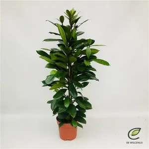 Фикус Циатистипулла 21/100 (GL) 21091