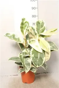 Фикус элас.Тинеке 27/100 (GL) 21092