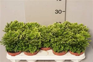 Селагинелла Джори 12/20 (GL) 22389