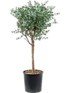 Эвкалипт Ганна 110/30 (Nieuwkoop Europe) 24303