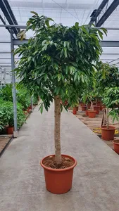 Фикус Амстель Кинг штамб 60/250 (GL) 30198