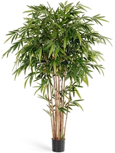 Бамбук Новый натуральный (искусственный) Treez Collection