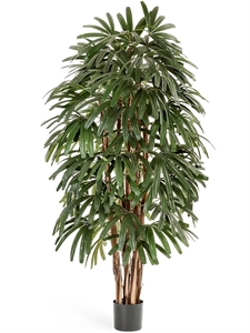 Рапис пальма широколистная (искусственная) Treez Collection