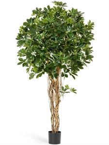 Шеффлера зонтичная зеленая и пестрая (искусственная) Treez Collection