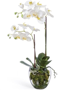 Орхидея Фаленопсис белая с мхом, корнями, землёй (искусственная) Treez Collection