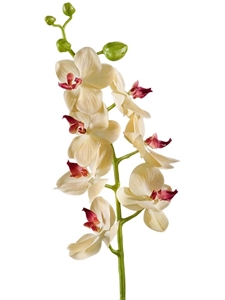 Орхидея Фаленопсис Элегант бледно-золотист. с бордо (искусственная) Treez Collection