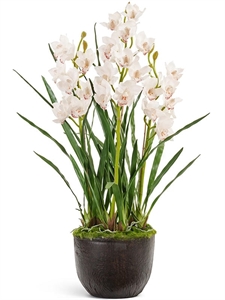 Орхидея Цимбидиум куст белый с имитацией земли (без кашпо) (Real Touch) искусственная Treez Collection