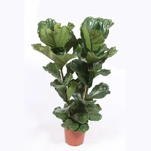 Фикус лировидный 2ст 27/100 (GL) 22399