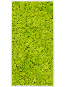 Картина из мха aluminum 100% reindeer moss 60/120/6 (spring green)