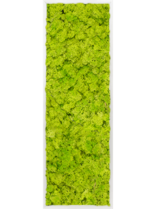 Картина из мха aluminum 100% reindeer moss 40/120/6 (spring green)