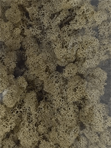 Стабилизированный мох Reindeer moss kiwi (примерно. 0,45 m2)