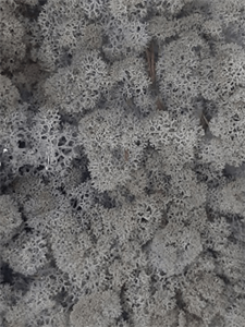 Стабилизированный мох Reindeer moss lavender (примерно. 0,45 m2)