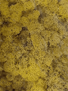 Стабилизированный мох Reindeer moss lemon yellow (примерно. 0,45 m2)