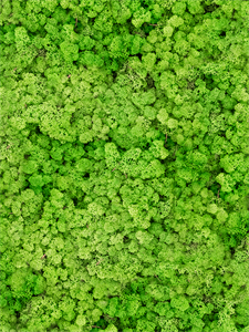 Стабилизированный мох Reindeer moss light grass green (примерно. 0,45 m2)