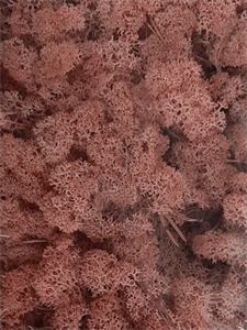 Стабилизированный мох Reindeer moss light pink (примерно. 0,45 m2)