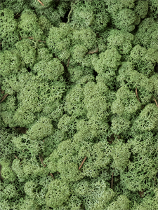 Стабилизированный мох Reindeer moss medium green (примерно. 0,45 m2)
