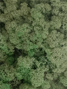 Стабилизированный мох Reindeer moss mint green (примерно. 0,45 m2)