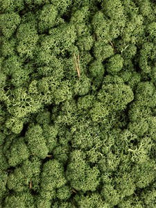 {{photo.Alt || photo.Description || 'Стабилизированный мох Reindeer moss mossgreen (примерно. 0,45 m2)'}}