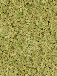 Стабилизированный мох Reindeer moss old green (примерно. 0,45 m2)