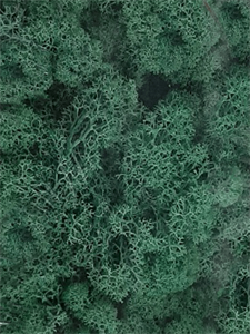 Стабилизированный мох Reindeer moss pacific green (примерно. 0,45 m2)