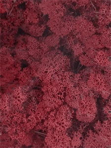 Стабилизированный мох Reindeer moss purpur (примерно. 0,45 m2)