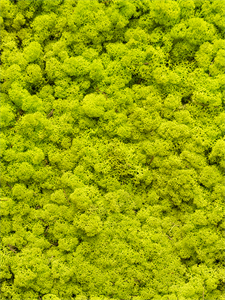 {{photo.Alt || photo.Description || 'Стабилизированный мох Reindeer moss spring green (примерно. 0,45 m2)'}}