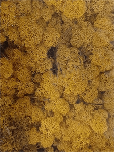 Стабилизированный мох Reindeer moss yellow (примерно. 0,45 m2)