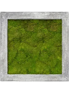 Картина из мха polystone raw grey 70/70/5 100% flat moss 19339