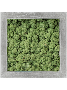 Картина из мха polystone raw grey 100% reindeer moss 50/50/5 (moss green)