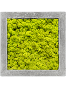 Картина из мха polystone raw grey 100% reindeer moss 50/50/5 (spring green)
