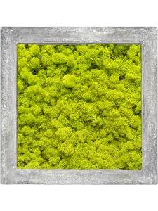 Картина из мха polystone raw grey 100% reindeer moss 70/70/5 (spring green) 19347